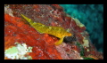   Tripterygion delaisi Coral Bay Pistol 10m. Bay- 10m  